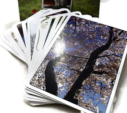Therapy & the Tree Cards